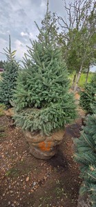 Black Hills Spruce - 6 Tall