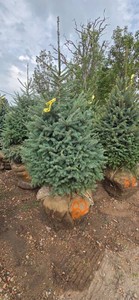 Black Hills Spruce - 6 Tall
