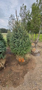 Black Hills Spruce - 6 Tall