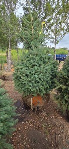 Black Hills Spruce - 6 Tall