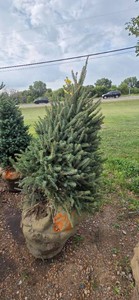 Black Hills Spruce - 6 Tall
