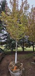 Autumn Blaze Maple - 3" Caliper