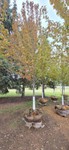 Autumn Blaze Maple - 3" Caliper