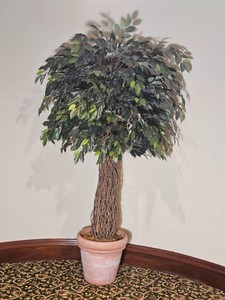 Mangrove Like Silk Ficus Plant