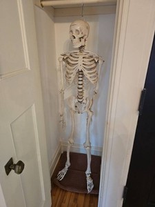 Lifesize Resin Articulated Skeleton Model