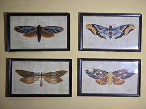 Set of Four Framed Natural History Moth and Insect Prints
