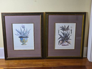 Pair of Framed Botanical Succulent Prints