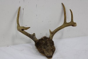 Deer Skull Cap With Antlers and Preserved Hide