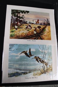 Wildlife Art Prints - Southern Beauties & Call of the Wild Goose (Lot of 2)