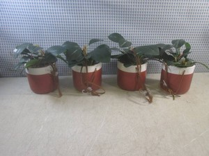 (CSB) 4 Hanging Faux Plants