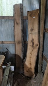two large pieces of live edge oak for bar art project stools benches rough cut 80 in Long