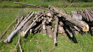 Large pile of cut dry oak. great for fires hardwood for craft projects