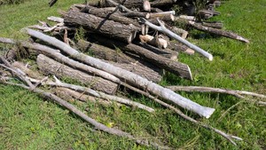 Large pile of cut dry oak. great for fires hardwood for craft projects