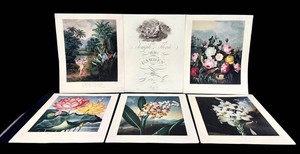 Botanical Art Prints - Dr. Robert Thorntons Temple of Flora (Lot of 20)
