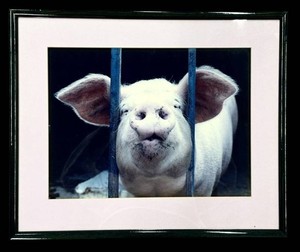 DB - Framed Photograph - Pig Behind Bars