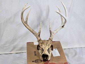 Deer Skull with Antlers