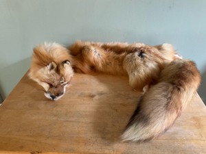 Fox Fur