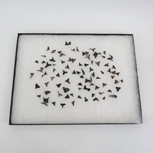 Collection of Fossilized Shark Teeth wRiker Display Box