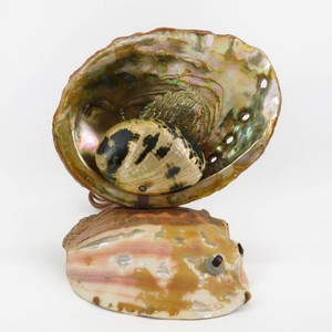 Vintage MCM Retro Abalone Shell 1950s Lamp