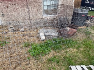 Cattle Fencing and Chicken Wire