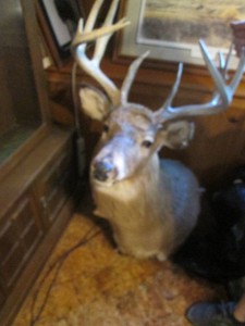 Large stuffed taxidermy deer head mount9