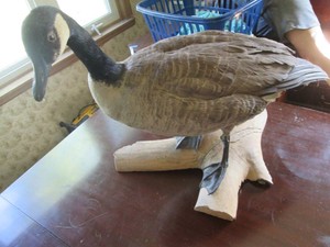 Taxidermy stuffed and mounted Canadian Goose