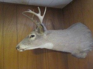 Large stuffed taxidermy deer head mount9