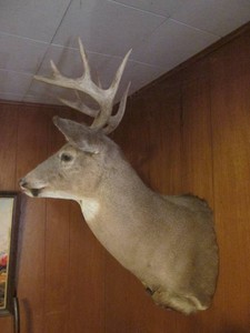 Large stuffed taxidermy deer head mount9