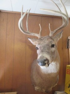 Large stuffed taxidermy deer head mount