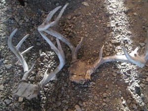 (2) deer antler racks