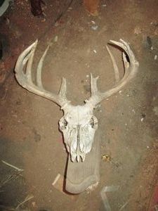 Vintage mounted antler rack with skull
