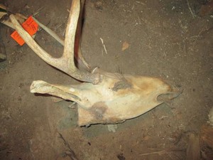 Dehydrated deer head with antlers see pics for detail