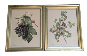 O - Vintage Botanical Prints - Grape Vine & Gooseberry, Framed Pair