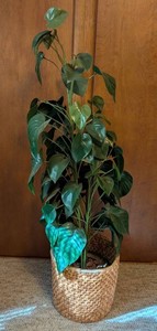 O - Faux Potted Plant in Woven Basket