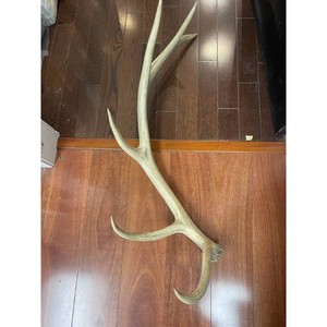 Natural Deer Antler Shed Wall Decor 1 Piece