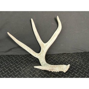 Natural Bone Antler Rack Set - Deer or Elk Trophy Mount