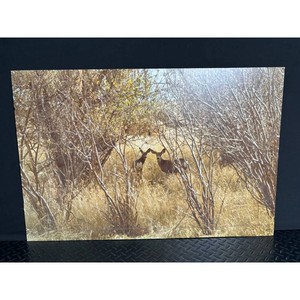 Gretchen A. Wildlife Print on Board � Deer in Grass, 32 in