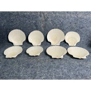 White Shell Shells Decorative Craft Pieces 8 Count