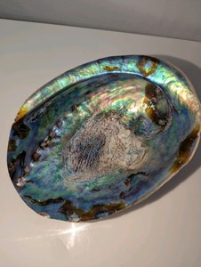 Natural Abalone Shell Soap Dish