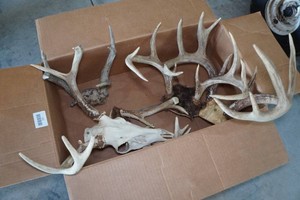 Assorted Deer Antlers