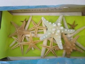 Starfish, Thirteen