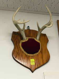 TWO Whitetail Deer Antler Mounts