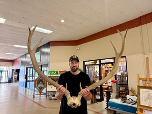 LARGE Genuine Set of Elk Antlers