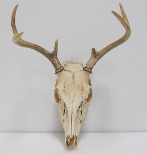 Bleached Whitetail Buck Skull Mount