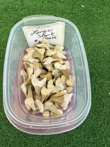 44 Large Shark Teeth