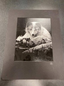 Carl Cook Arctic Fox Signed Black & White Photo Print Matted 11x14