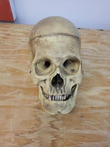 Vintage Life Size Anatomical Human Skull Model Removable Cap Jaw