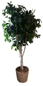 LR - Faux Ficus Tree in Woven Basket Planter