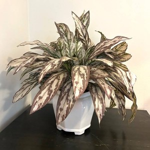 LLR - Faux Plant Arrangement in White Ceramic Planter