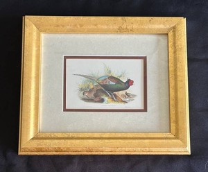 G - Framed Pheasant Wildlife Print - Double-Matted Gilt-Toned Frame